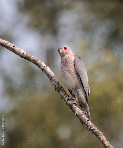shikra is a small bird of prey in the family Accipitridae found widely distributed in Asia and Africa where it is also called the little banded goshawk. this photo was taken from Sundarbans. photo