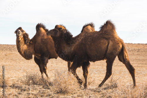 Bactrian camels in the steppe. Kazakhstan