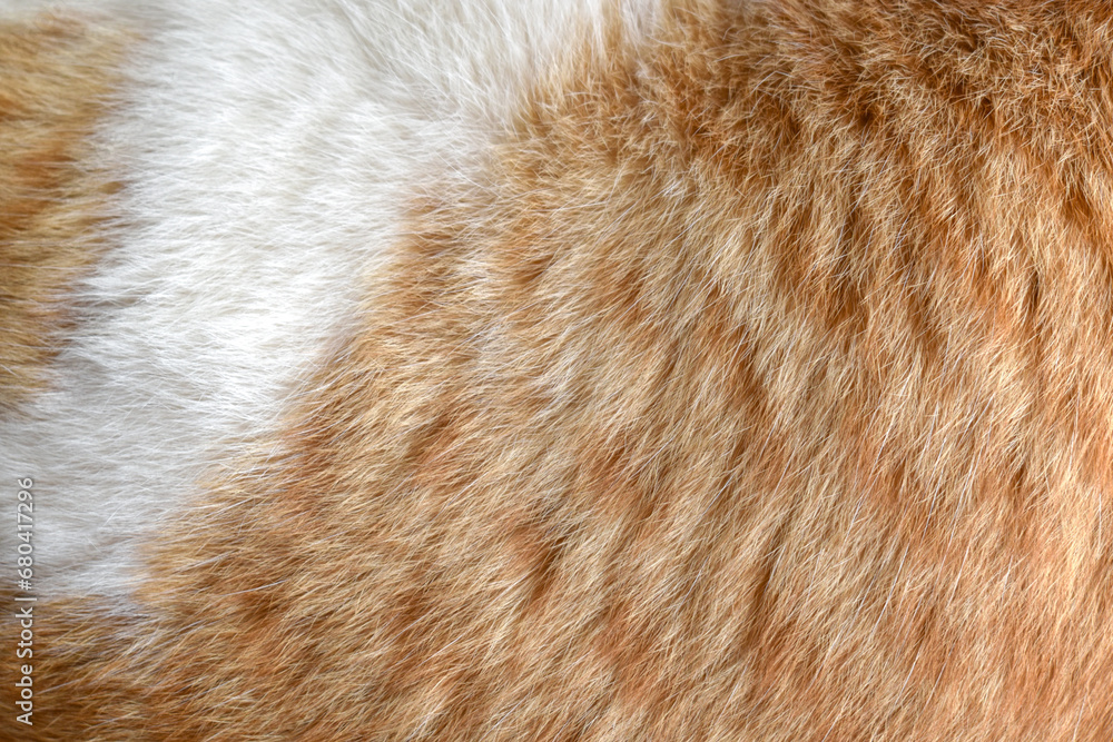 Cat fur texture background. Ginger and white cat fur texture. Cat fur texture background. Ginger and white cat fur texture.
