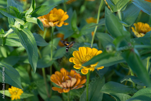 꿀 먹는 꼬리박각시