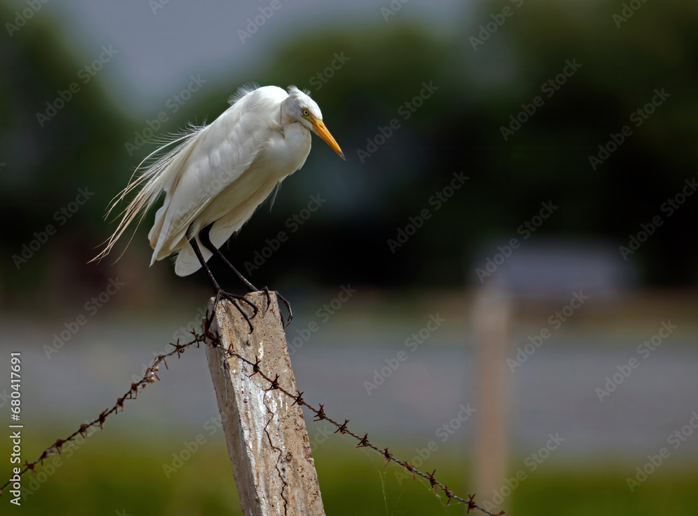 Obraz premium great egret