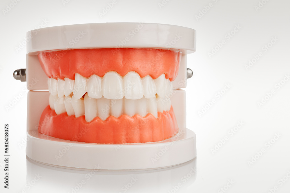 artificial jaw with teeth, teeth cleaning training, prevention of dental diseases, dentist examination, isolated on white background artificial jaw with teeth, teeth cleaning training, prevention of dental diseases, dentist examination, isolated on white background