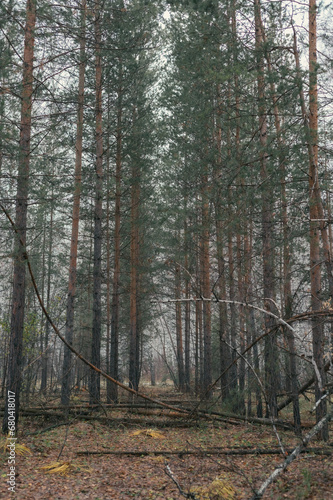 Wallpaper Mural A girl walks in a pine forest Torontodigital.ca