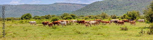 cows herd in south africa, grazing on a grassland between the hills