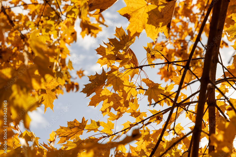 yellowing foliage on maples in autumn weather yellowing foliage on maples in autumn weather