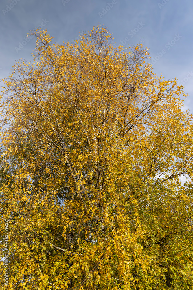 birch tree foliage during autumn leaf fall