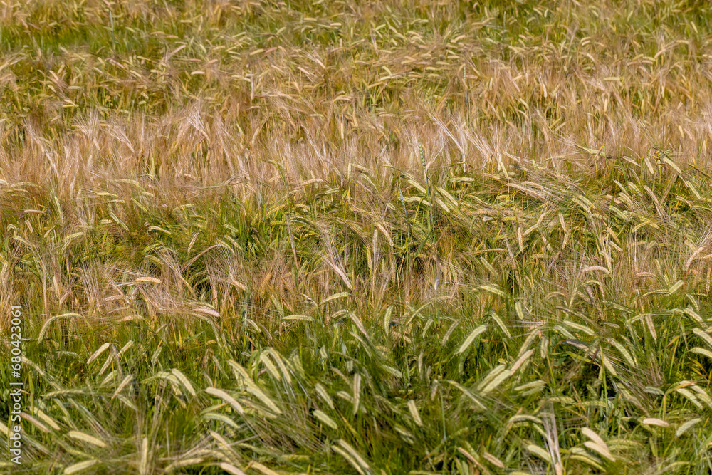 An agricultural field where ripening cereal wheat grows An agricultural field where ripening cereal wheat grows