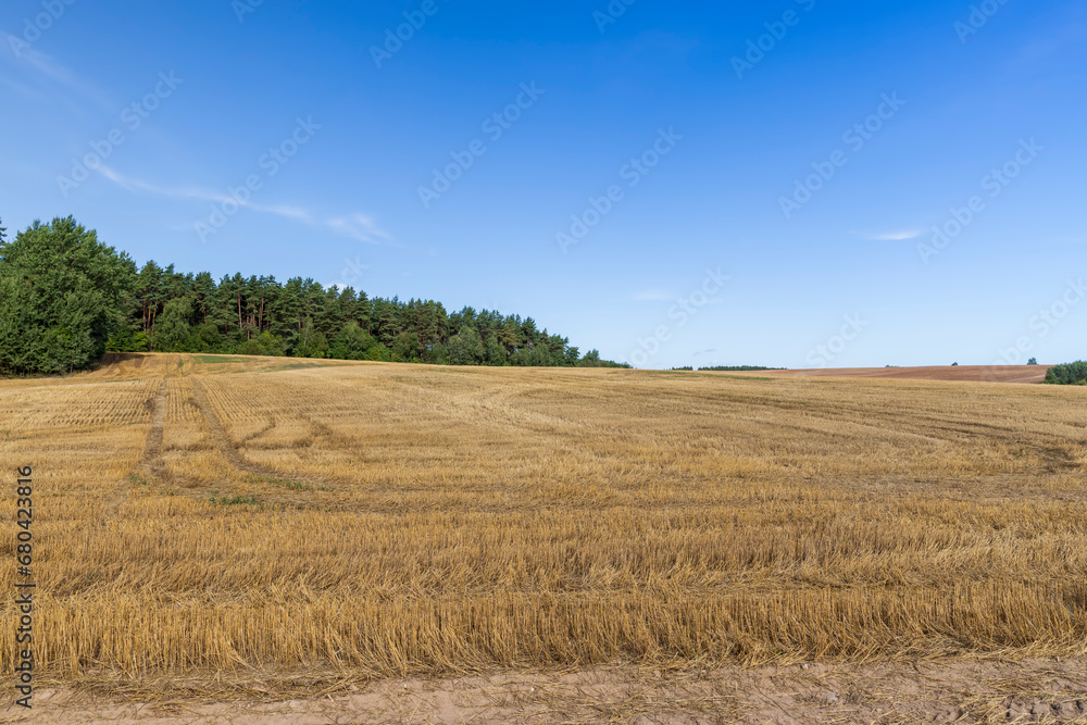 stubble and straw after the wheat harvest