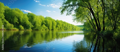 Fototapeta Naklejka Na Ścianę i Meble -  serene landscape of a lush forest, the vibrant green leaves of the tall trees rustle gentle breeze, creating a breathtaking background for a peaceful summer day. The clear blue sky reflects onto the