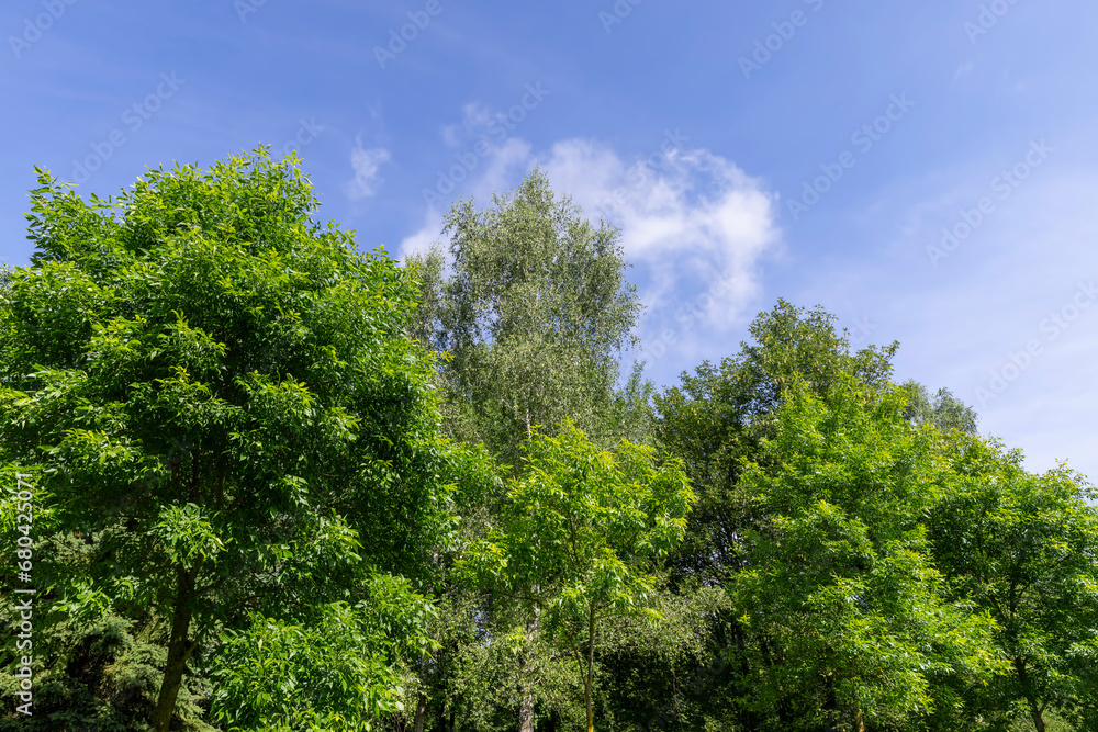 beautiful foliage of trees in a mixed forest with green foliage