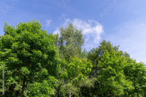 beautiful foliage of trees in a mixed forest with green foliage