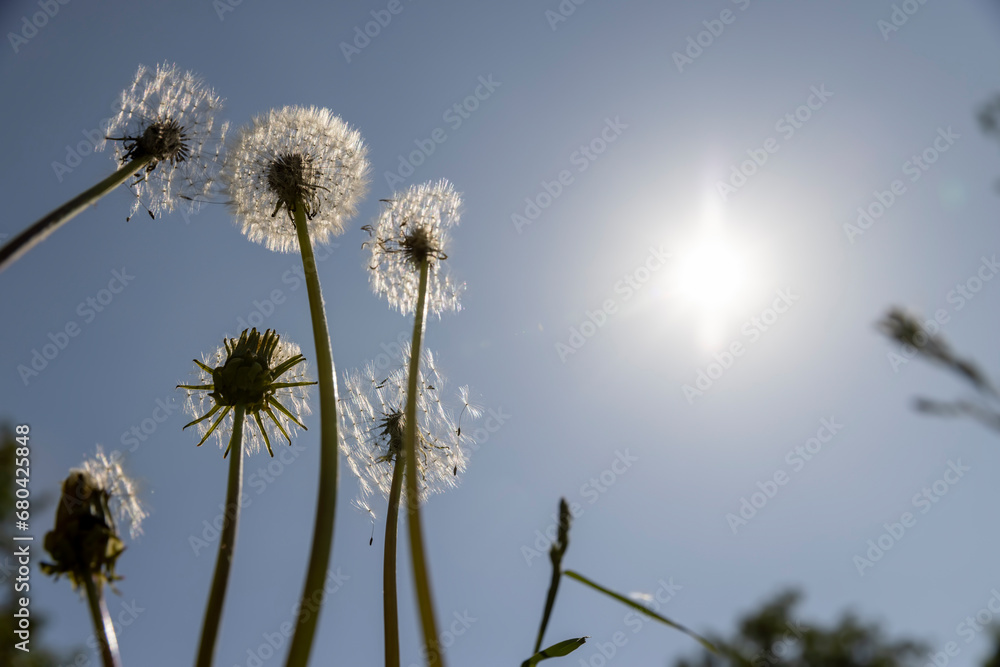 Obraz premium white dandelions in the park in spring