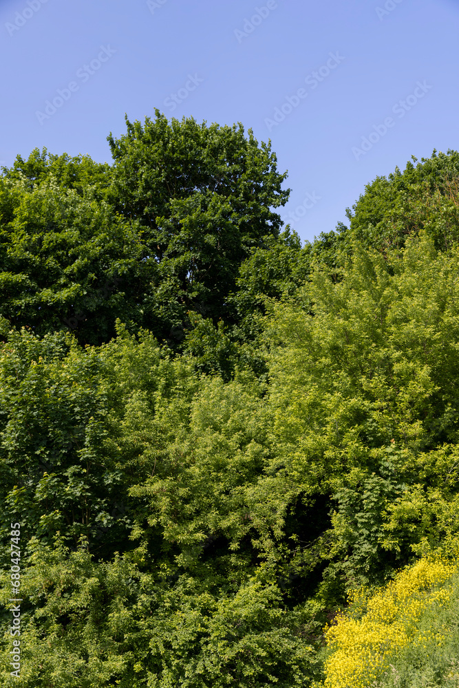 a maple tree with green foliage in the spring season a maple tree with green foliage in the spring season
