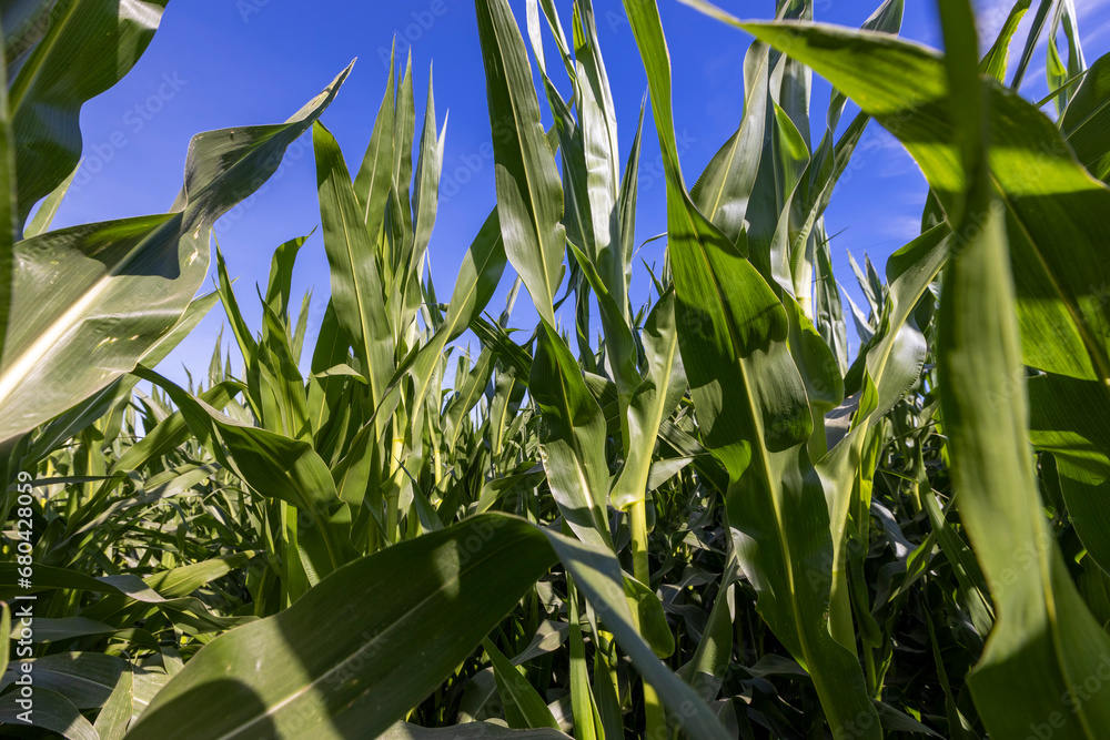 Green corn illuminated by sunlight Green corn illuminated by sunlight