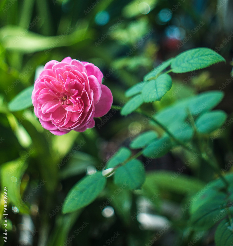 The rose blooms in the morning sun in the beautiful garden The rose blooms in the morning sun in the beautiful garden