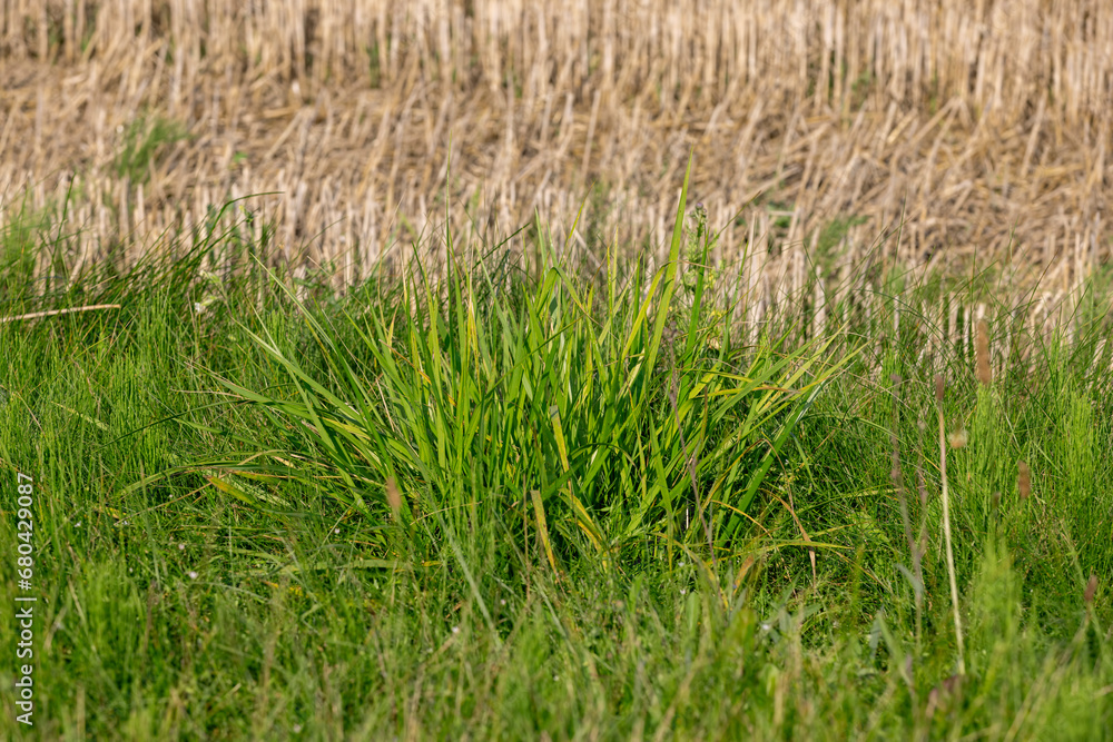 green grass illuminated by sunlight green grass illuminated by sunlight