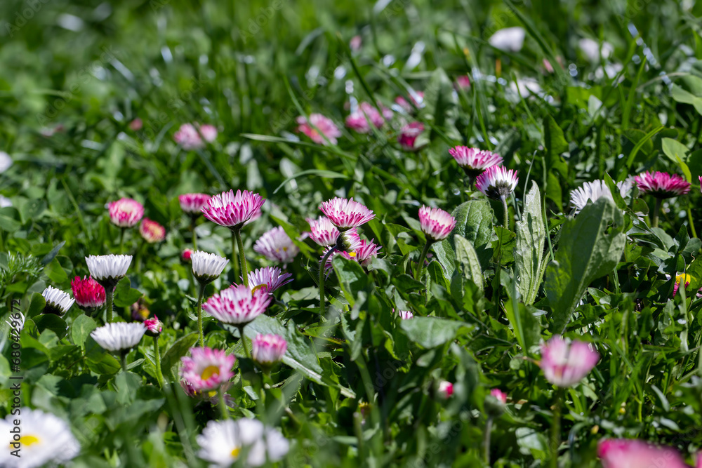 beautiful blooming daisies white and red in spring