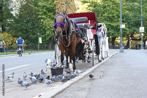 horse and carriage central park