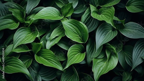 close up of a bunch of green leaves © Pure Imagination