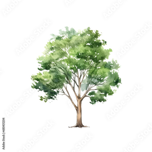 Tree watercolor clipart crop picture use Set of hand drawn trees. forest tree pack isolated transparent background PNG 300 DPI