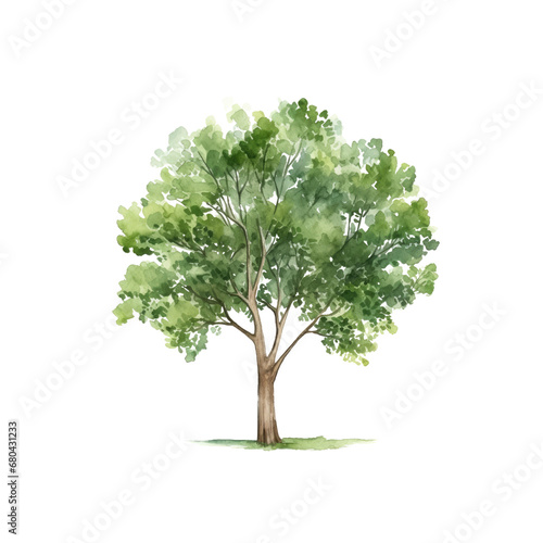 Tree watercolor clipart crop picture use Set of hand drawn trees. forest tree pack isolated transparent background PNG 300 DPI photo
