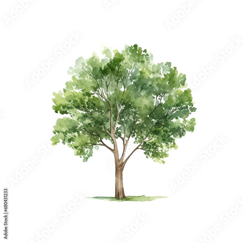 Tree watercolor clipart crop picture use Set of hand drawn trees. forest tree pack isolated transparent background PNG 300 DPI
