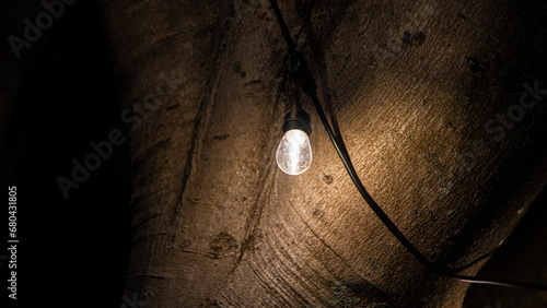 bulb on wood