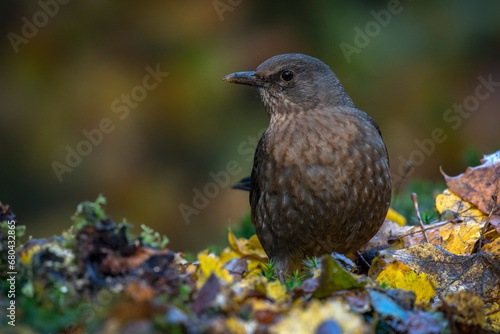 Blackbird (Turdus merula) in an forest covered with colorful leaves. Autumn day in a deep forest in the Netherlands. 