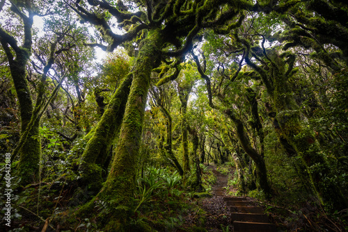 Magical rainforest in Egmont national park in the northern island of New Zealand