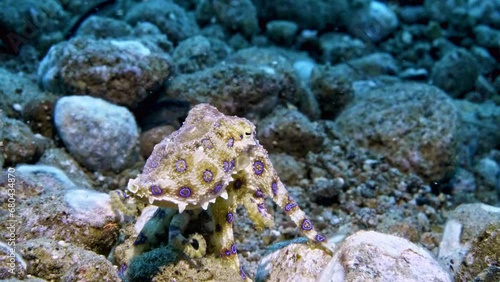 4k Blue Ring octopus walking and swimming across rocks photo