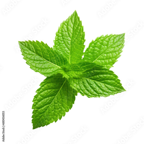 Mint leaves isolated transparent background