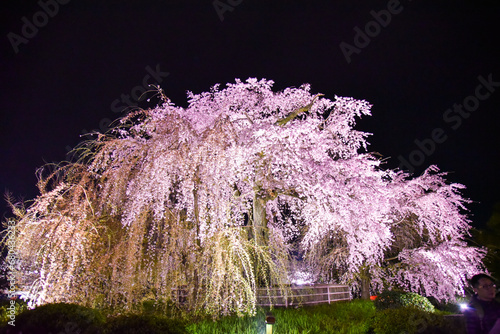 京都東山円山公園の祇園枝垂れ桜の夜桜