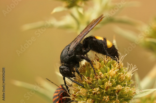 Closeup on a hairy black yellow wasp, Scolia hirta on Eryngium campestre in the Gard, France photo