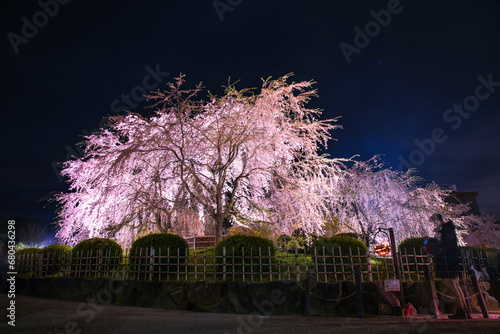 京都東山円山公園の祇園枝垂れ桜の夜桜