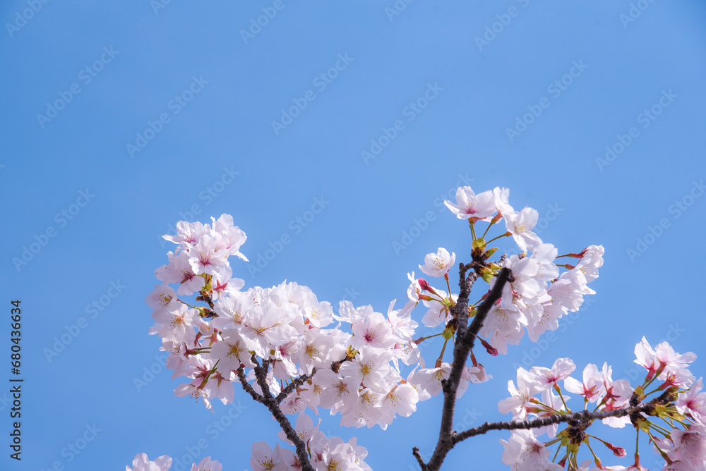 桜 桜