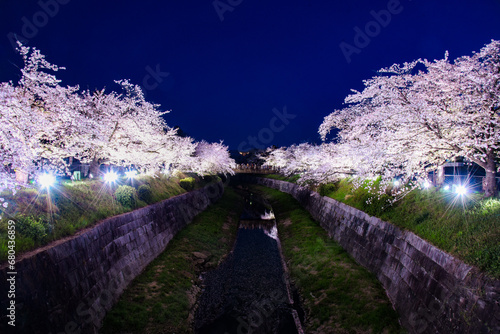 山崎川桜ライトアップ	