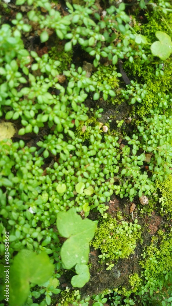 Green plants with green leaves in micro nature