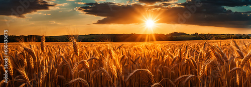 wheat field with sun shining in the background © Simo