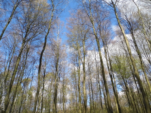 Trees in spring with blue sky
