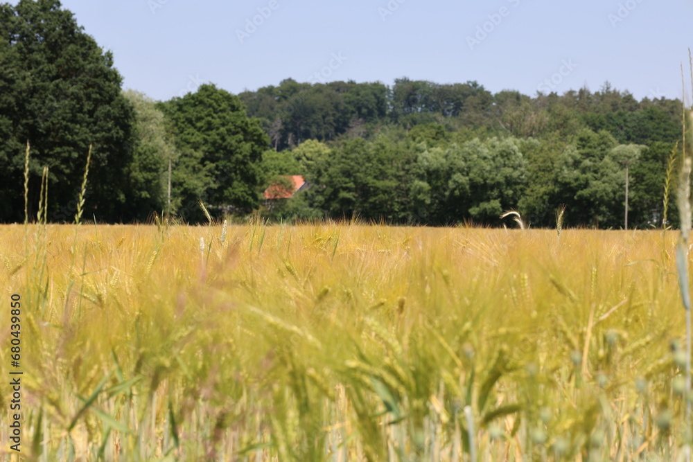 Ears of wheat in the field. Selective focus. Shallow depth of field Ears of wheat in the field. Selective focus. Shallow depth of field