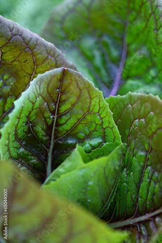 Close up of a growing plant of lettuce in the garden
