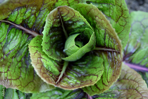 Close up of a growing plant of lettuce in the garden, top view

