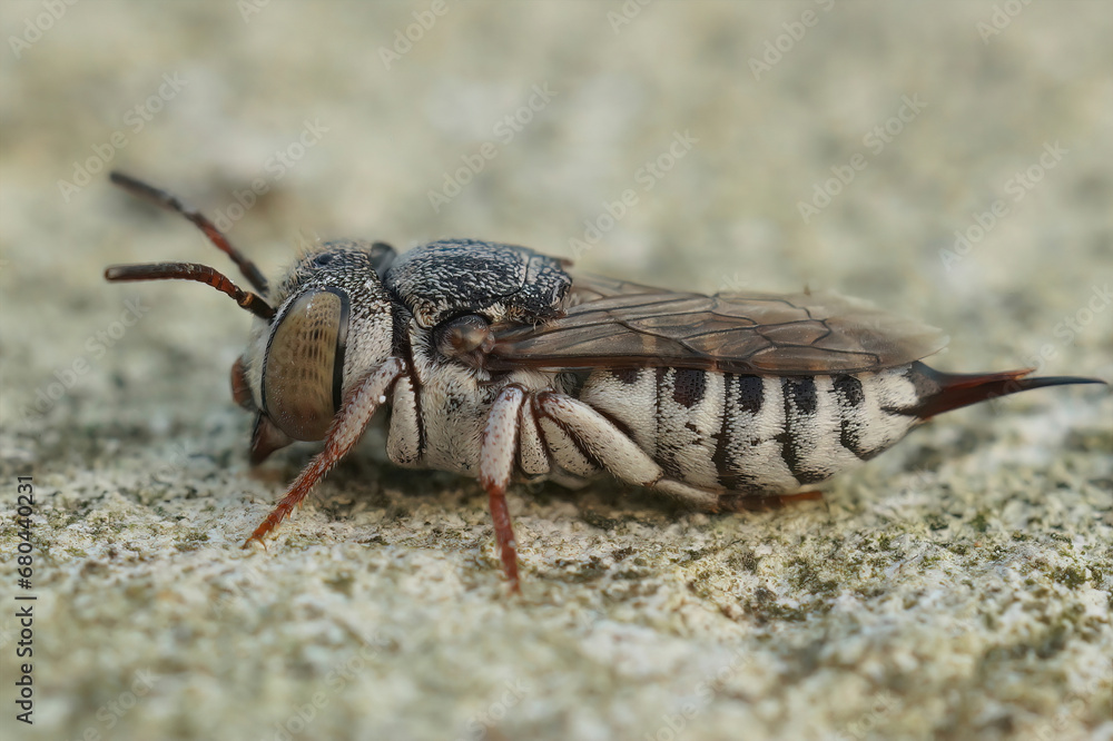 Closeup on a female of the small and colorful Thorn-tailed sharptail bee, Coelioxys acanthura Closeup on a female of the small and colorful Thorn-tailed sharptail bee, Coelioxys acanthura