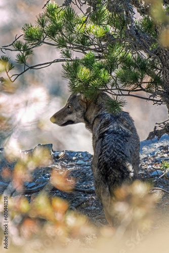 Obraz na płótnie Wild Italian wolf or Apennine wolf (Canis lupus italicus), hiding under a pine tree, looking for prey from a vantage point over the valley below, taken from behind at dawn in the Piedmont Alps, Italy. w salonie