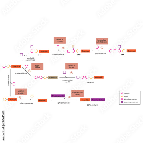 Diagram of Ganglioside, globoside and sphigomyeling breakdown pathways to ceramides and inherited membrane accumulation diseases - Tay Sachs, Gaucher's and more  Scientific vector illustration.