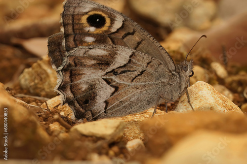 Closeup on a Mediterranean striped Grayling Hipparchia fidia with closed wings sitting on the ground photo