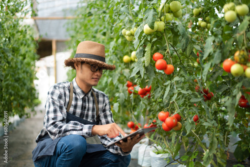 farmer man watching organic tomatoes using digital tablet in greenhouse, Farmers working in smart farming..