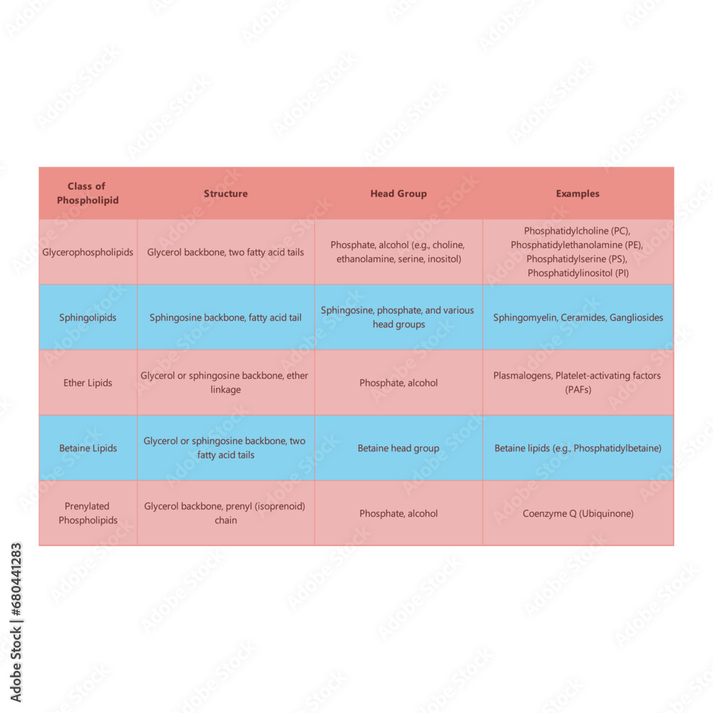 Table showing Phospholipids structure, head groups and exapmles of each type - including Glycerophospholipid, sphingolipid, ether lipid and more Blue and pink scientific vector illustration. Table showing Phospholipids structure, head groups and exapmles of each type - including Glycerophospholipid, sphingolipid, ether lipid and more Blue and pink scientific vector illustration.