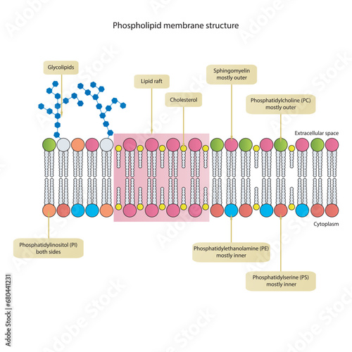 Diagrams showing schematic structure of cytoplasmatic membrane, including phospholipids (PE, PC, PS, sphingomyelin) glycolipids, cholesterol, lipid raft. Colorful scientific vector illustration.