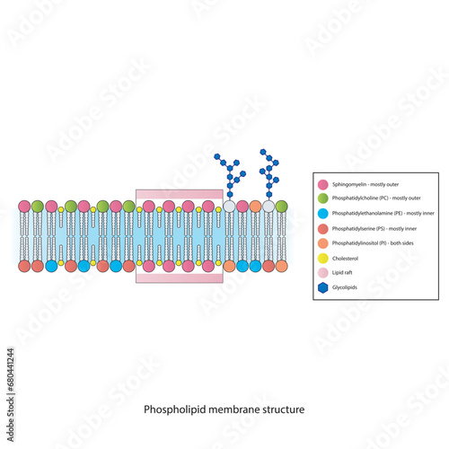 Diagrams showing schematic structure of cytoplasmatic membrane, including phospholipids (PE, PC, PS, sphingomyelin) glycolipids, cholesterol, lipid raft. Colorful scientific vector illustration.
